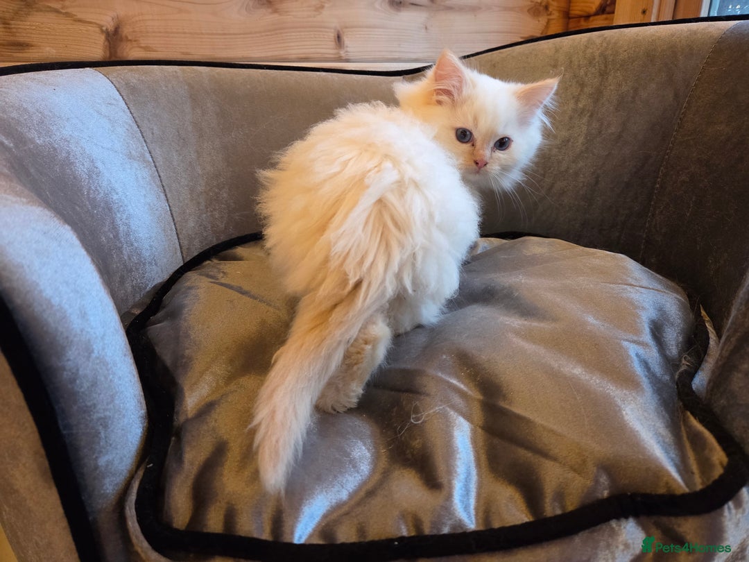 Ragdoll cats for sale: Flame boy Ragdoll kitten - Advert 14