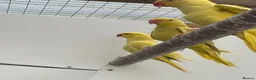 Ringnecks birds for sale: Indian Ringneck  - Advert 5