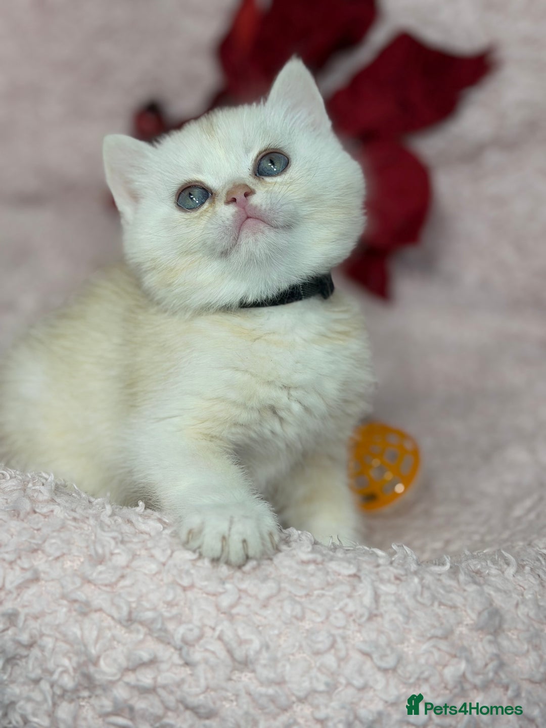 British Shorthair cats for sale: Adorable British shh golden kittens GCCF  - Advert 13