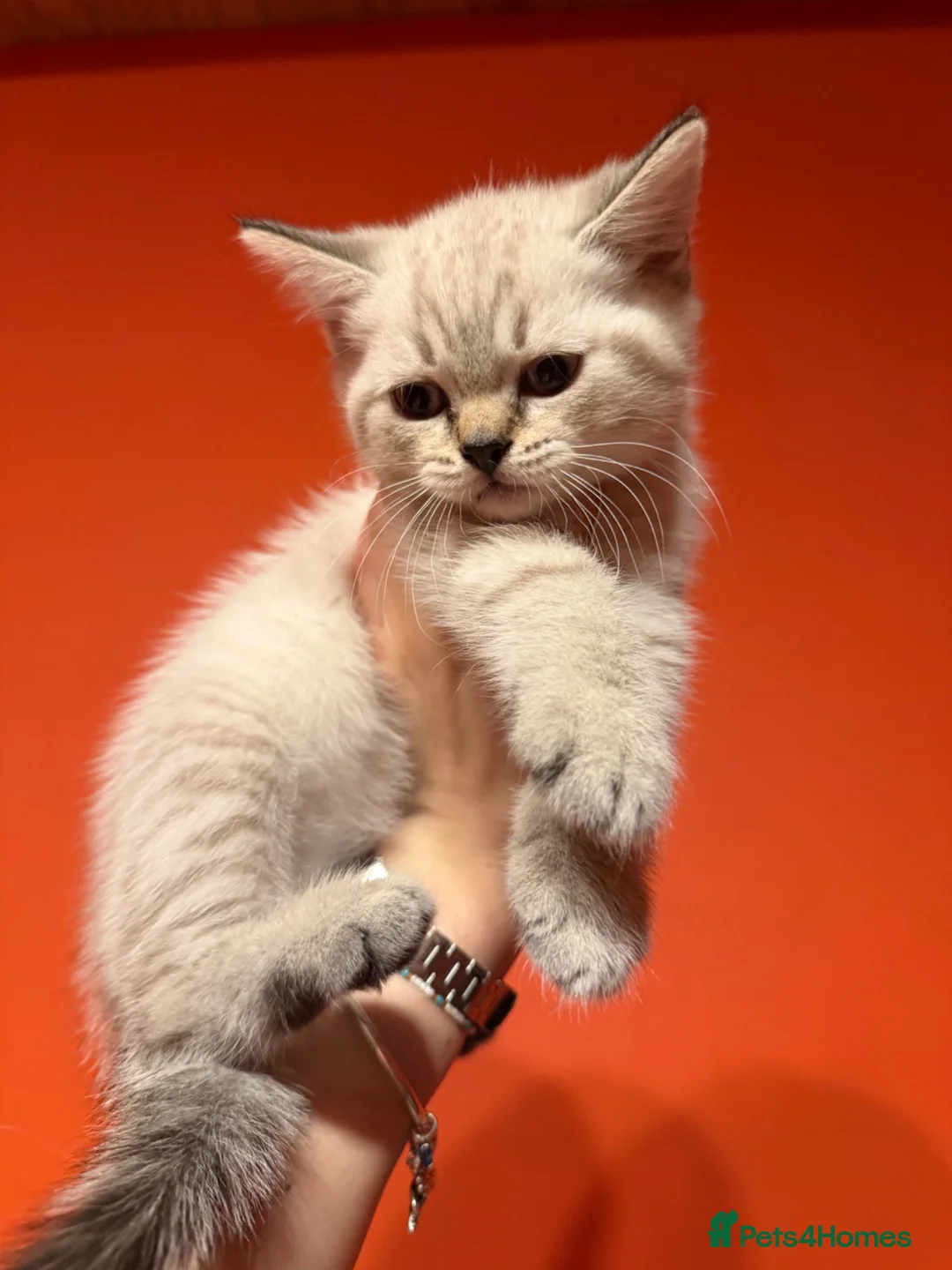 Mixed Breed cats for sale: kittens for sale - Advert 3