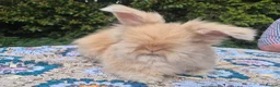 Angora rabbits for sale: 💙1 boy remaining- parents inported from france💙  - Advert 3