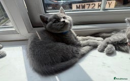 British Shorthair cats for sale: British shorthair kittens  - Image 10