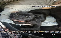 Mixed Breed dogs for sale: Staffy x malonios - Advert 5