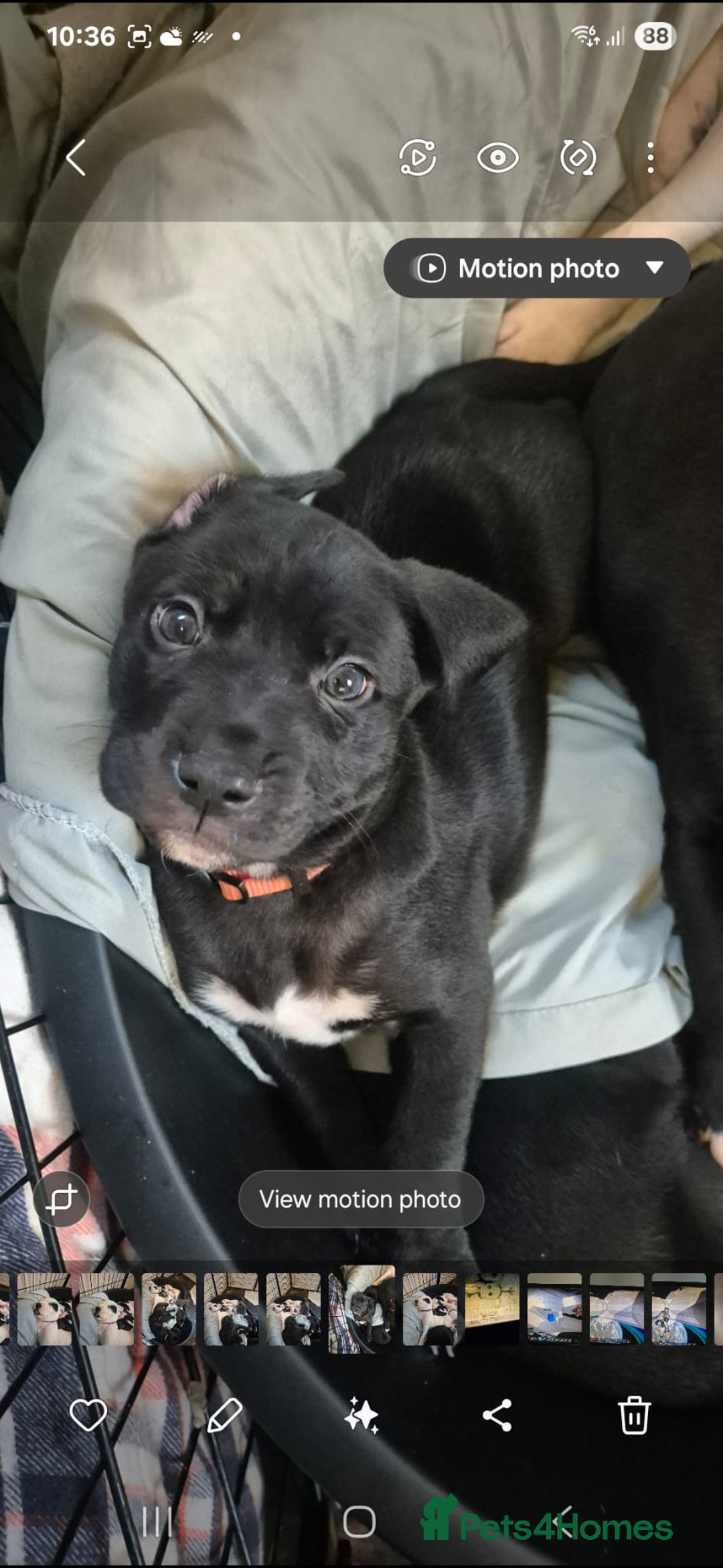Mixed Breed dogs for sale: Staffy x malonios - Advert 5