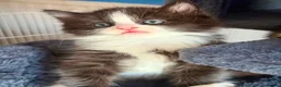 Mixed Breed cats for sale: Beautiful kittens - Advert 5