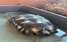 Tortoise reptiles for sale: Friendly 6-year-old marginated male tortoise  - Image 1