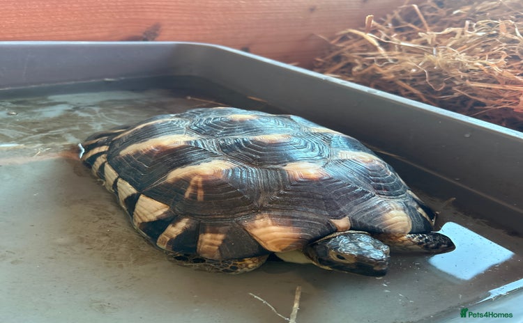Tortoise reptiles - Advert 1