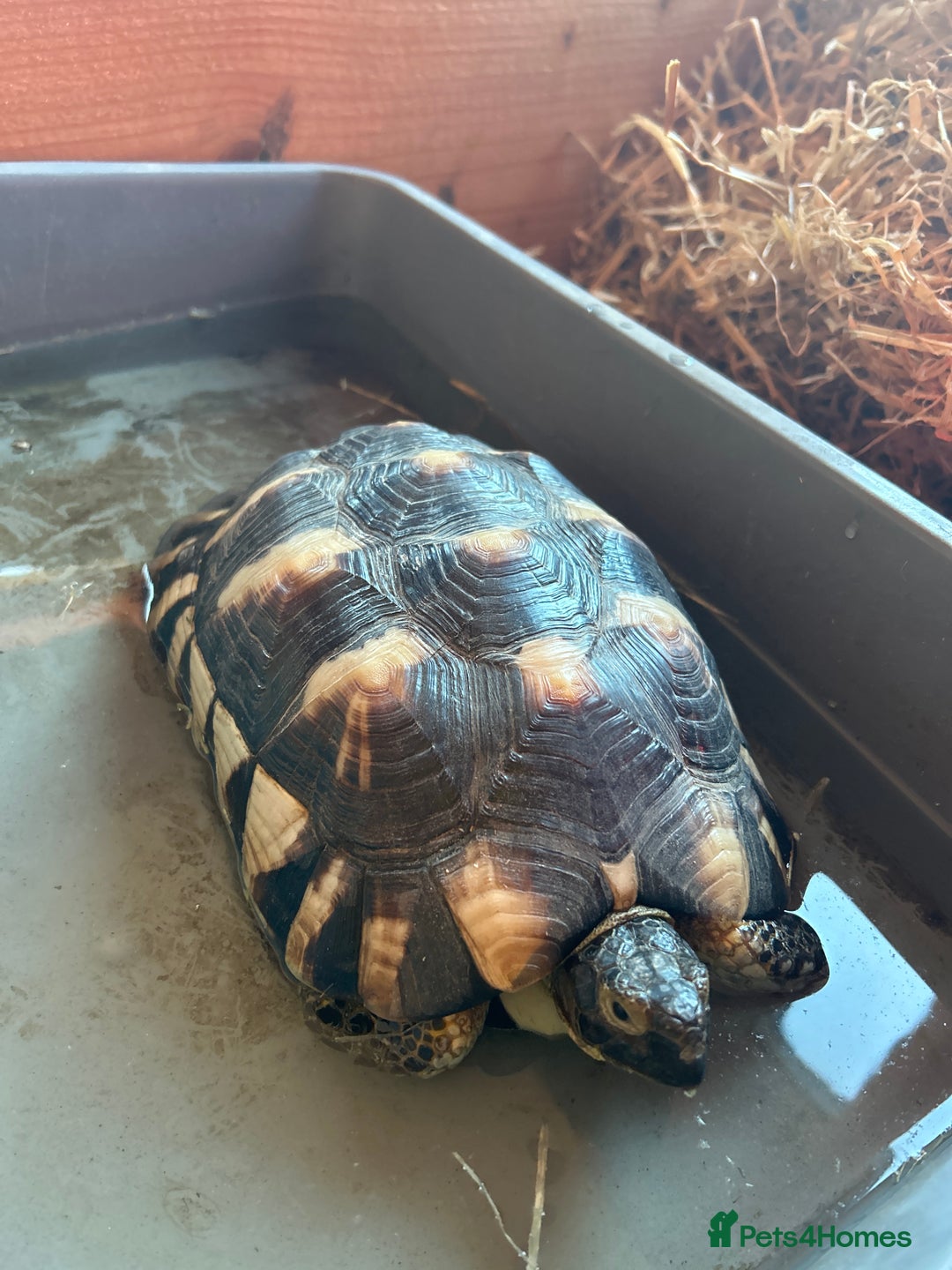 Tortoise reptiles for sale: Friendly 6-year-old marginated male tortoise  - Image 1