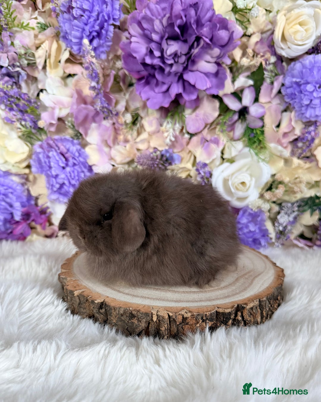 Mini Lop rabbits for sale: 💜 Vaccinated Mini Lops Bunnies 💜 xxx - Advert 2