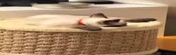 Ragamese cats for sale: Beautiful Ragamese kittens - Advert 7