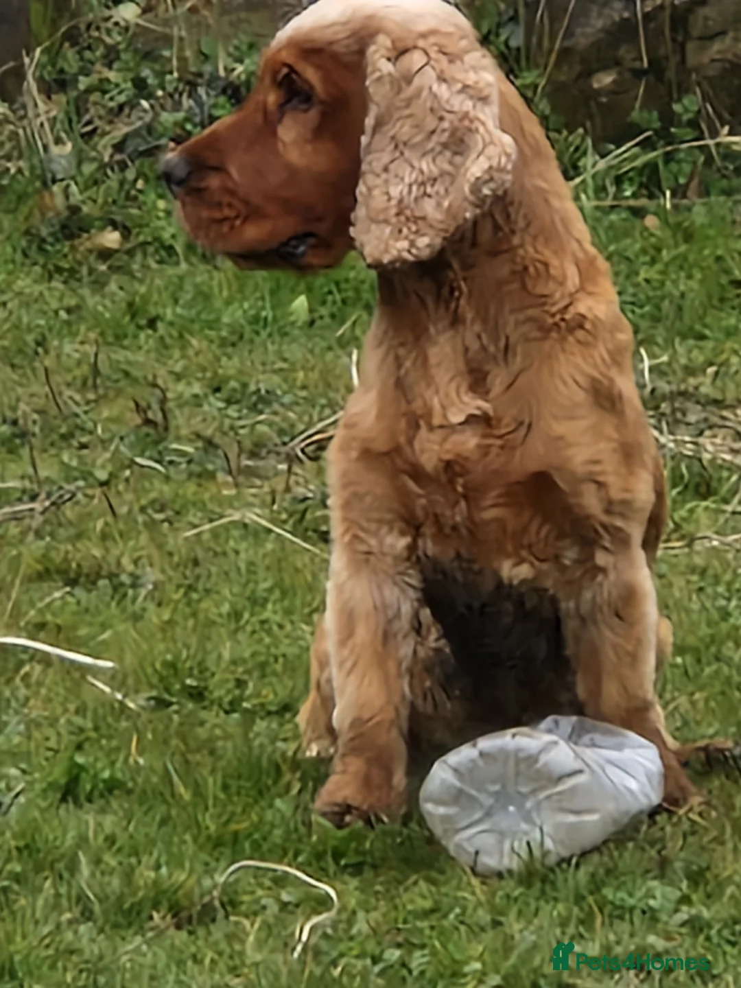 Cocker Spaniel dogs for stud: Golden Show Type Cocker for Stud in Shildon - Advert 4
