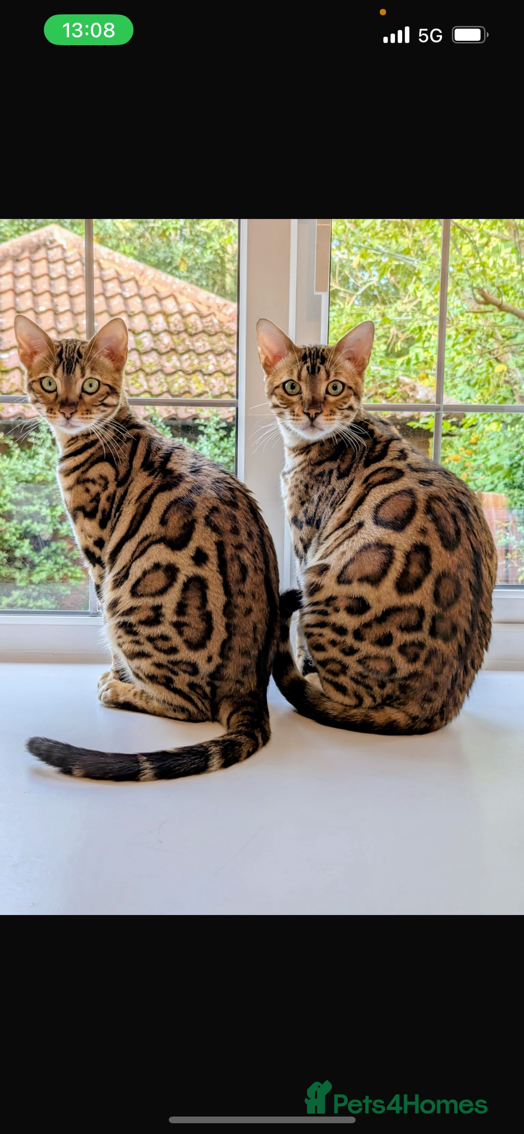 Bengal cats for sale: Champion bloodline Bengal kittens - Advert 33