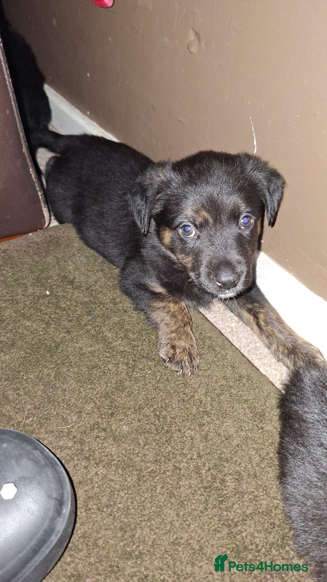 Mixed Breed dogs for sale: Puppies - Advert 14