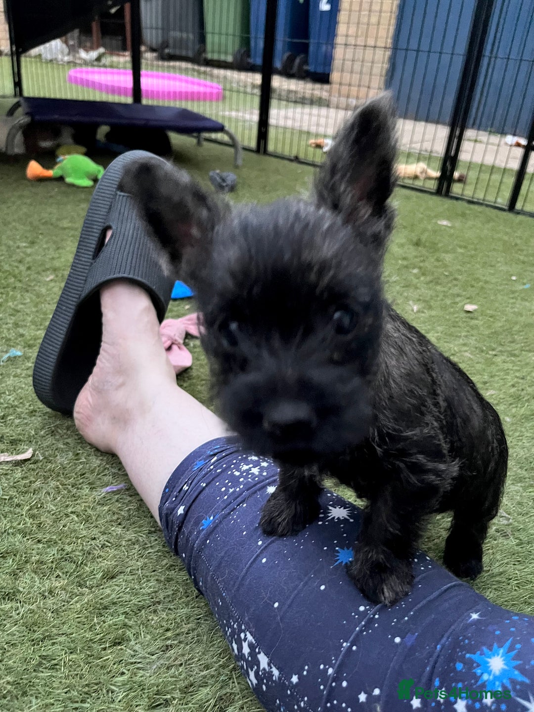 Cairn Terrier dogs for sale: Adorable Cairn Terrier Puppies - Image 12