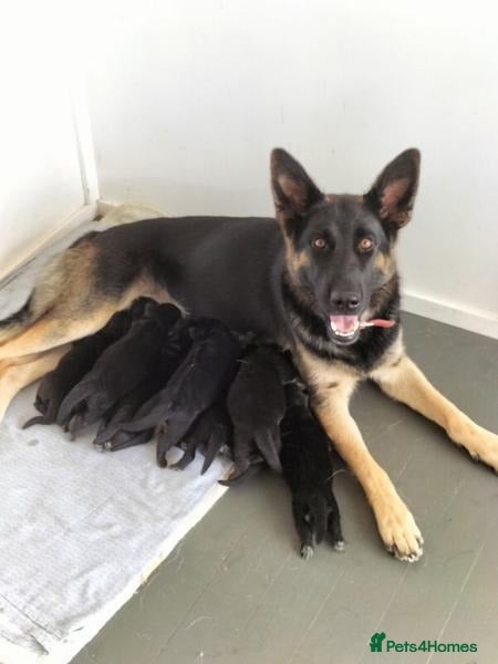 German Shepherd dogs German Shepard Puppies - Advert 2