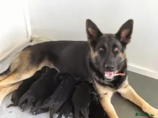 German Shepherd dogs German Shepard Puppies - Advert 4