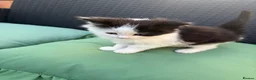 Mixed Breed cats for sale: Female kitten white and black for sale in Gloucester - Advert 4