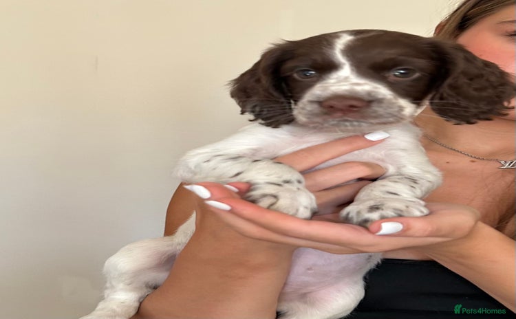 Cocker Spaniel dogs in Aylesbury - Advert 3