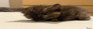 💗 Kitten 3