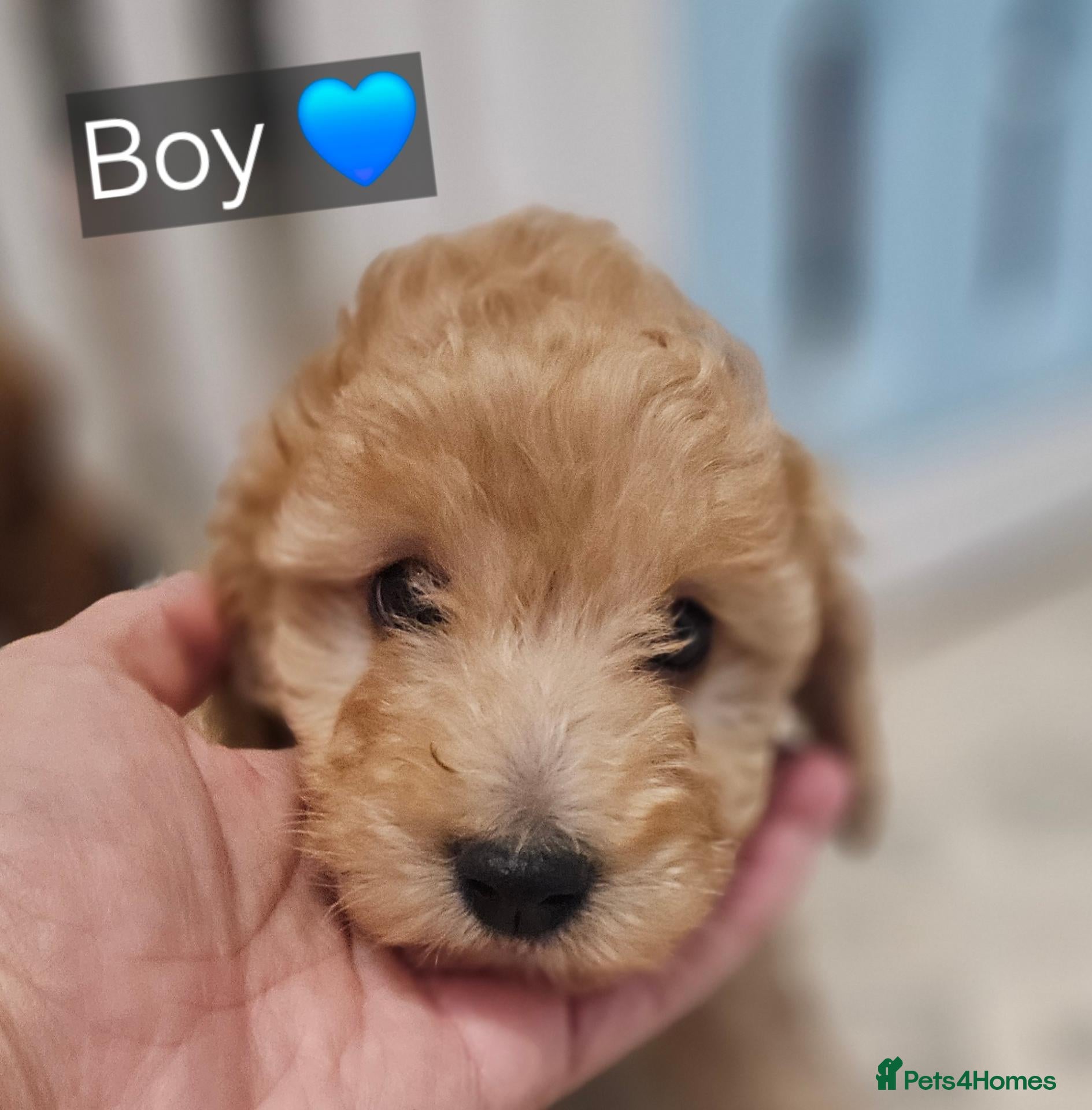 Cockapoo dogs Ready licensed breeder, red f1b cockapoo litter - Advert 2