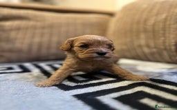 Cavapoo dogs for sale: 🐶 Beautiful Red Cavapoo Puppies – Ready November  - Image 33