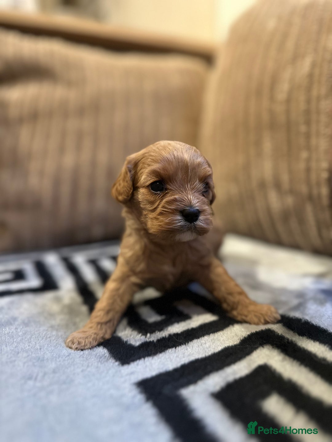 Cavapoo dogs for sale: 🐶 Beautiful Red Cavapoo Puppies – Ready November  - Image 33