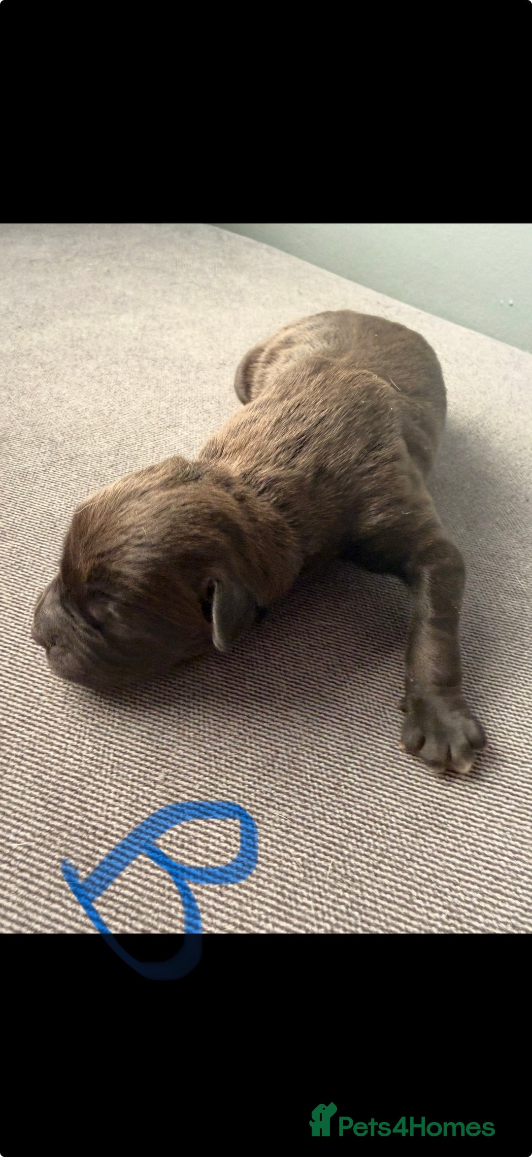 Presa Canario dogs for sale: Press canario pups  - Advert 2