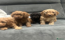 Cockapoo dogs for sale: All female fluffy Cockapoo puppies - Advert 5