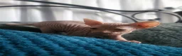 Sphynx cats for sale:  3 Sphynx/bambino kittens - Advert 2