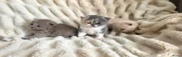 British Shorthair cats for sale: Outstanding GCCF British Shorthair Kittens  - Advert 17