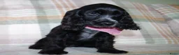 Cocker Spaniel dogs for sale: Beautiful Show Cocker Spaniel Puppies  - Advert 32