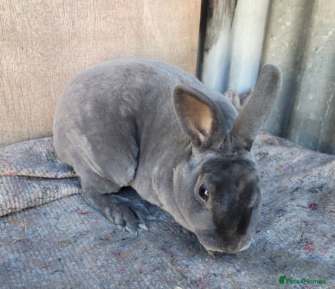 Rex rabbits for sale: 1 x blue rex buck, 3 x rex does - 6 months old - Image 2