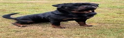 Rottweiler dogs for sale: Beautiful Female Rottweiler Available in Newcastle upon Tyne - Advert 2