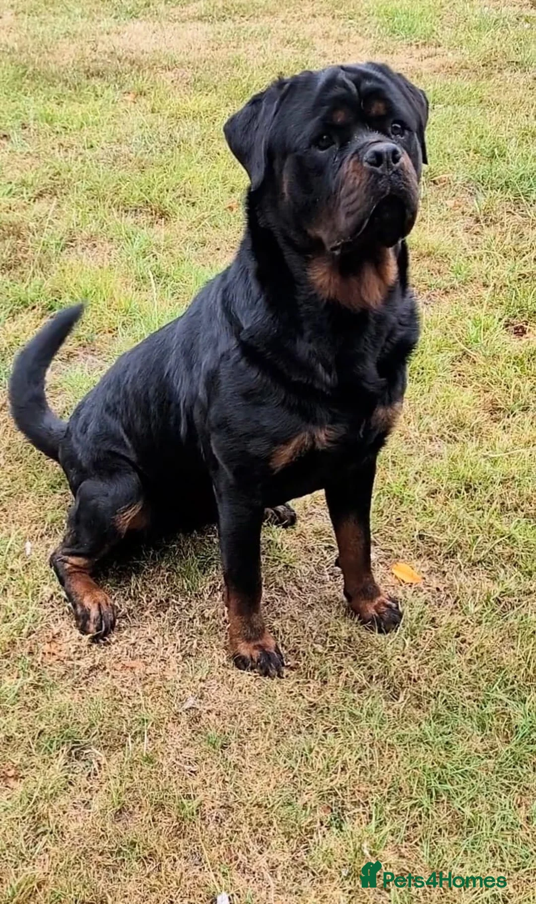 Rottweiler dogs for sale: Beautiful Female Rottweiler Available in Newcastle upon Tyne - Advert 2