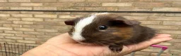 Guinea Pig rodents for sale: Baby guinea pigs  - Advert 3