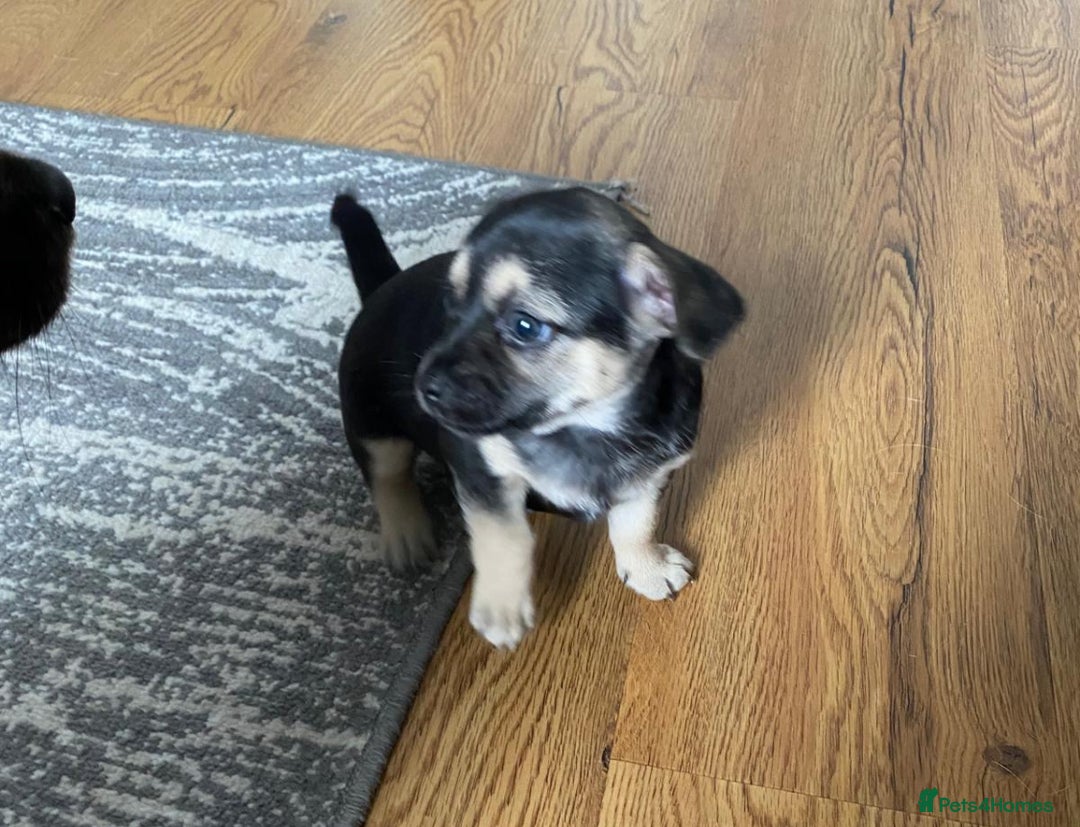Chihuahua dogs for sale: Beautiful chihuahua pups - Image 5