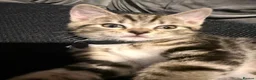 Ragcoon cats for sale: RAGCOON (sealpoint ragdoll mum-dad -Mainecoon) - Advert 5