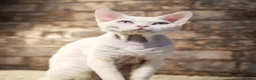 Devon Rex cats for sale: Fife reg Devon Rex kittens  - Advert 22