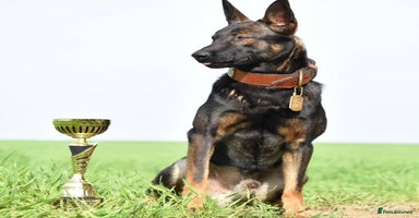 Mixed Breed dogs GSD × Dutch Herder – Top European Working Lines - Advert 14