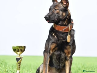 Mixed Breed dogs - Advert 1