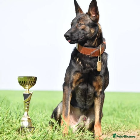 Mixed Breed dogs - Advert 5