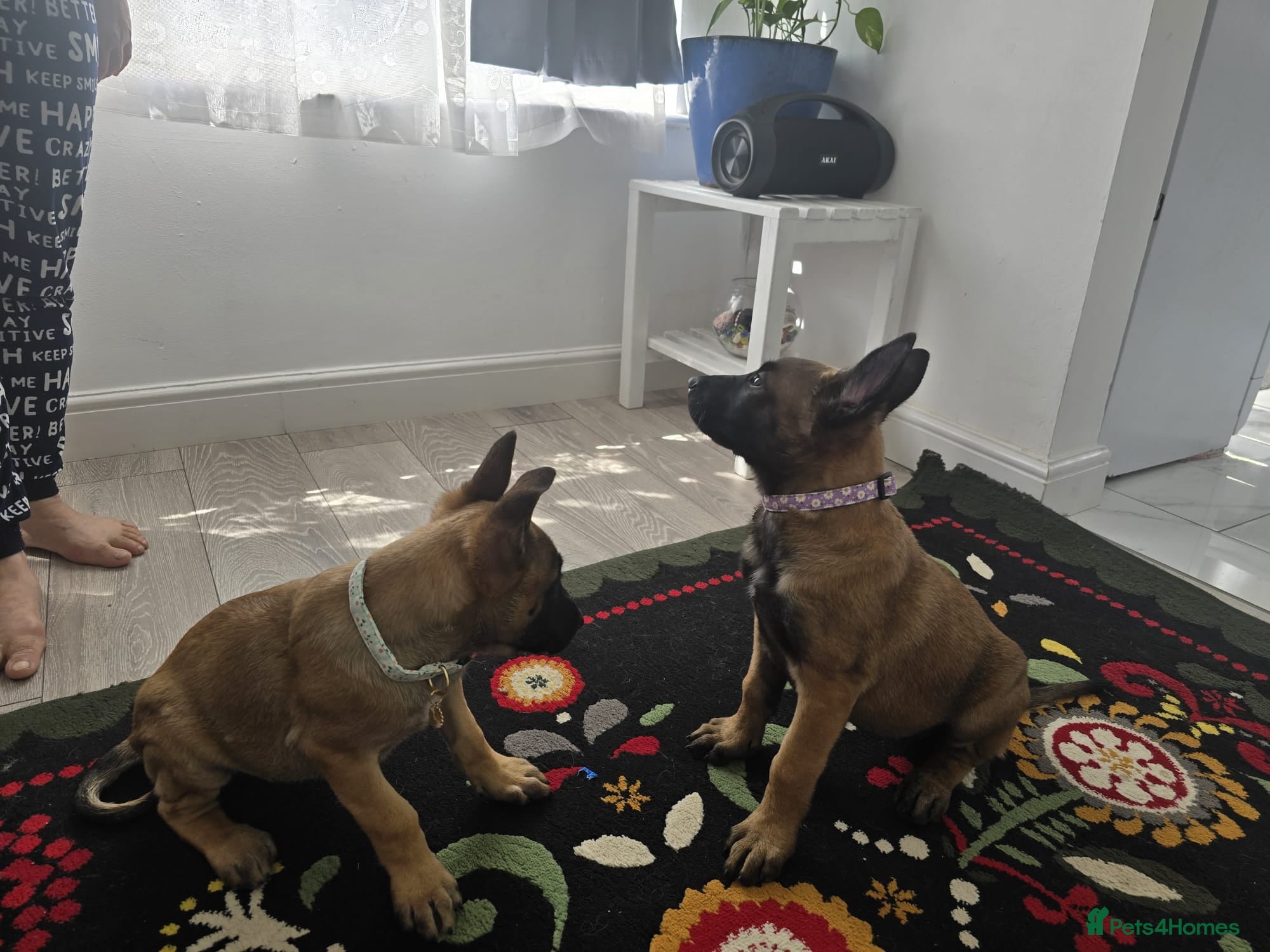 Belgian Shepherd Dog dogs 5 Belgian Shepherd Malinois Puppies - Advert 18