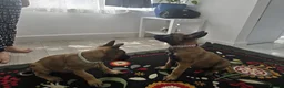 Belgian Shepherd Dog dogs for sale: 5 Belgian Shepherd Malinois Puppies - Advert 1