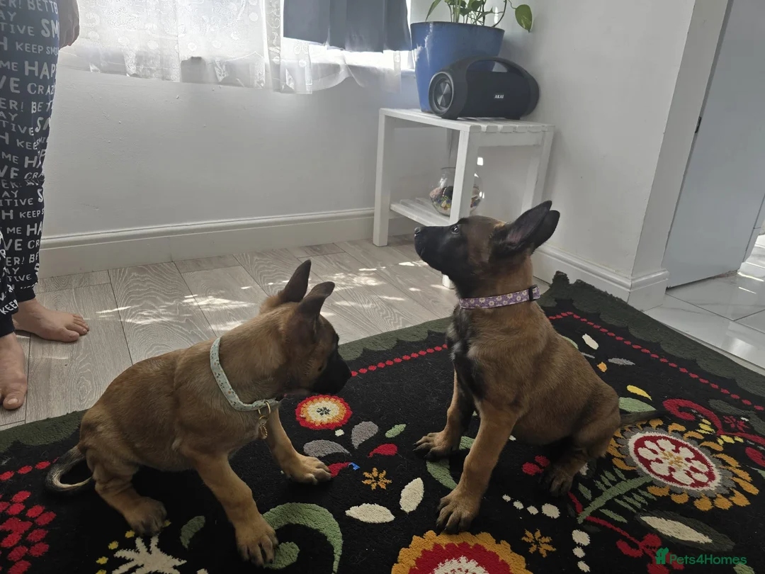 Belgian Shepherd Dog dogs for sale: 5 Belgian Shepherd Malinois Puppies - Advert 1