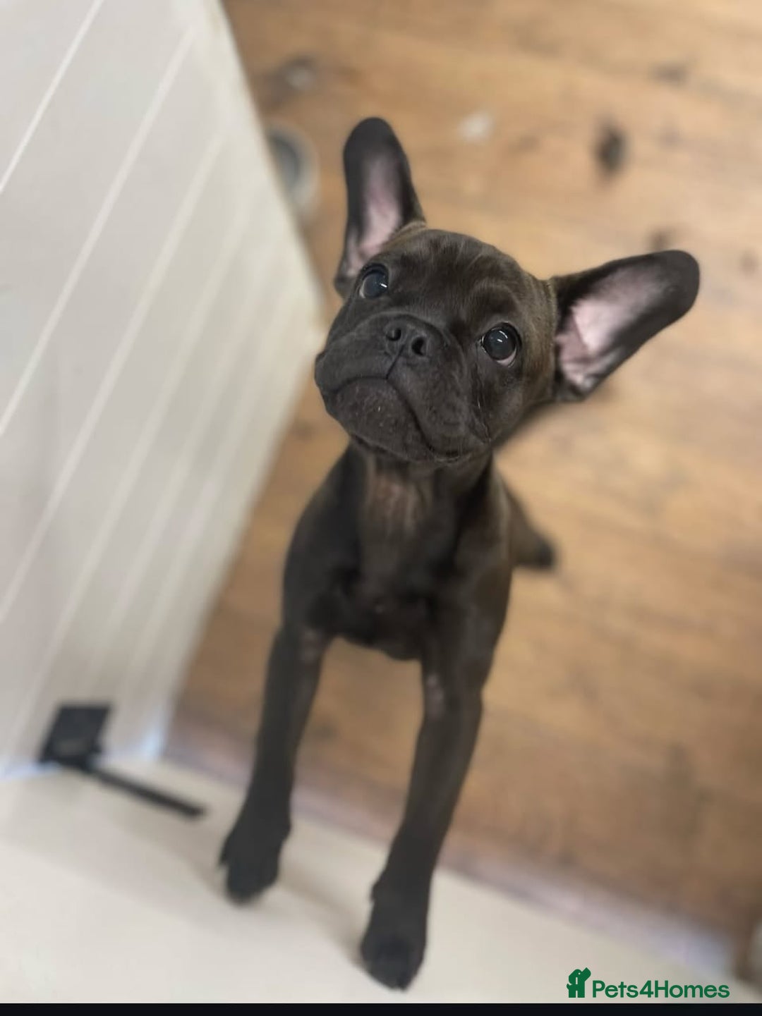 Mixed Breed dogs for sale: 6m staffy/frenchie/pug mix for sale due to cancer - Advert 2