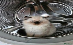 Persian cats for sale: PERSIAN HIMALAYAN Kittens for Sale!   - Image 6
