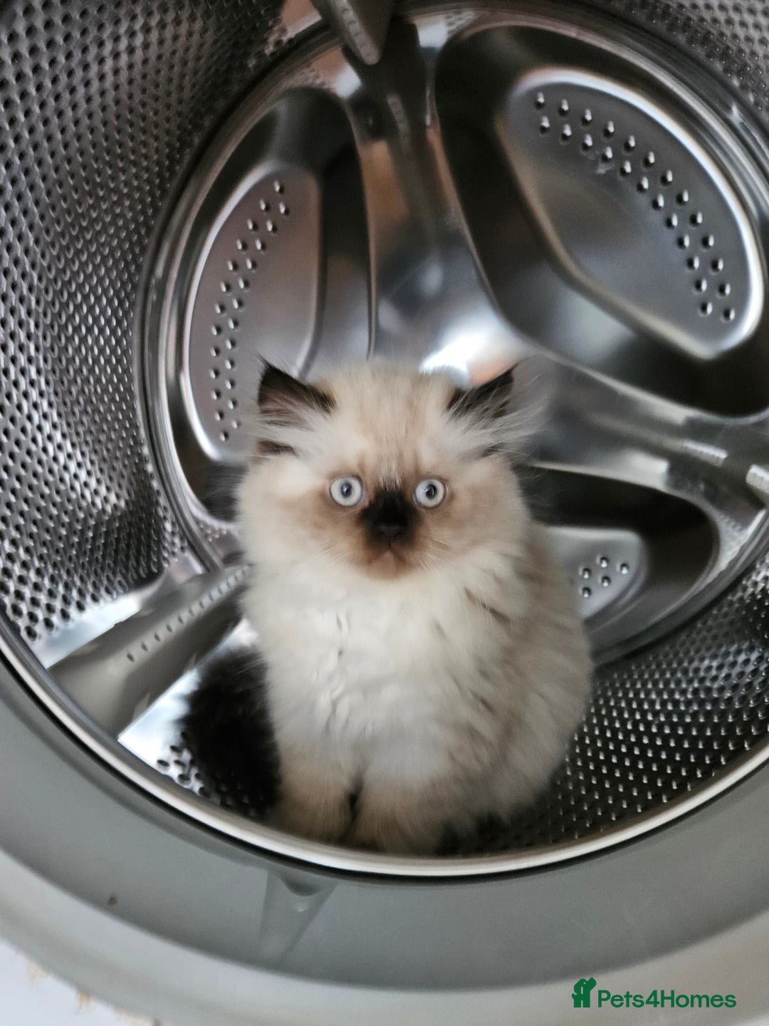 Persian cats for sale: PERSIAN HIMALAYAN Kittens for Sale!   - Image 6