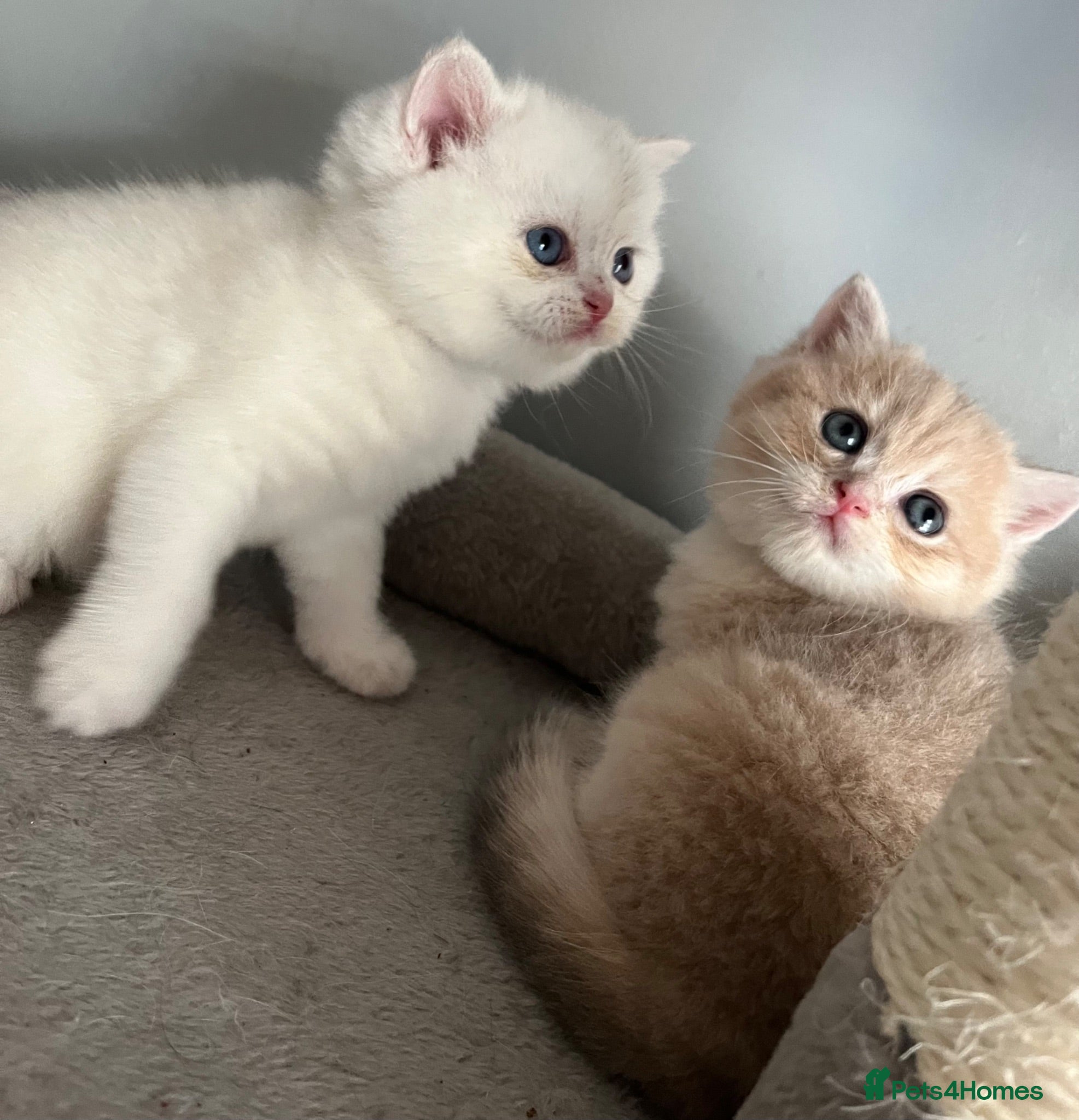 British Shorthair cats Pedigree British Shorthair Boys - Advert 1
