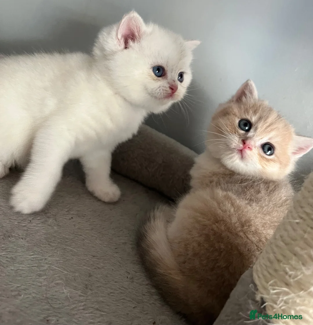 British Shorthair cats for sale: Pedigree British Shorthair Boys - Advert 1