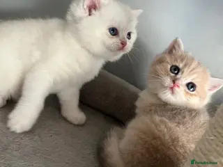 British Shorthair cats Pedigree British Shorthair Boys - Advert 1